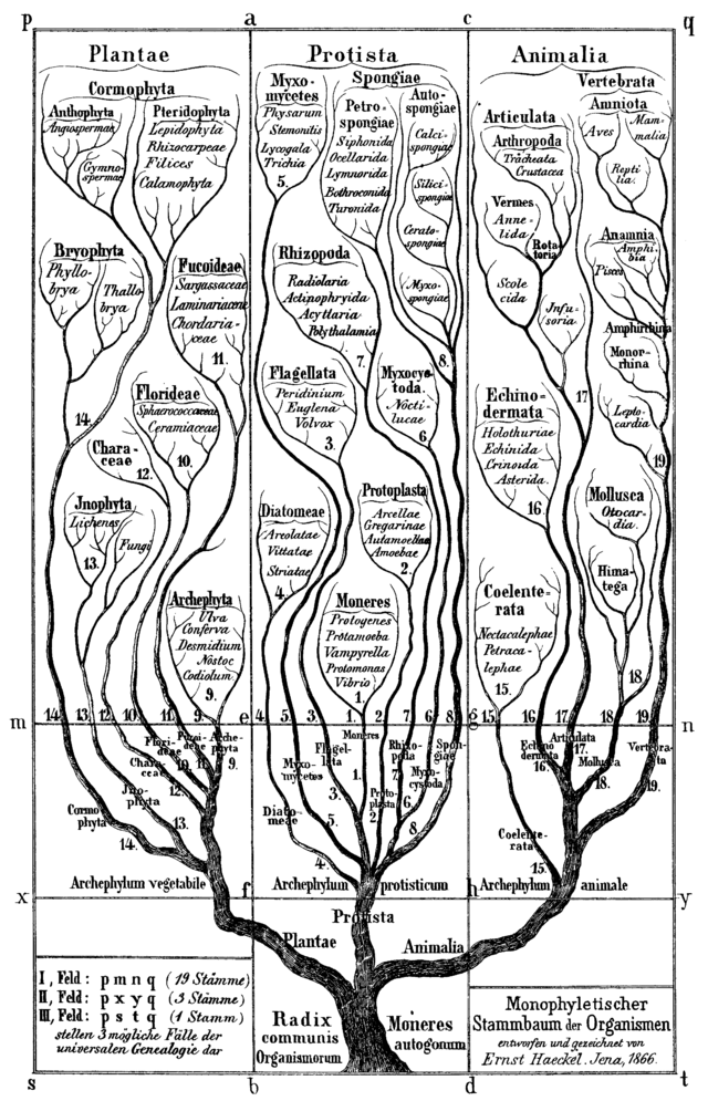 Haeckel Tree